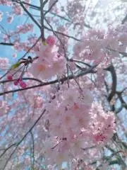 カリモクの画像