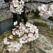 somの画像