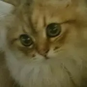 らーゆ