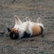 きっちゃん