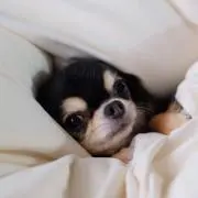 げこた。