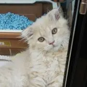 もちこ