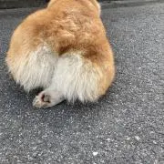 ポン酢