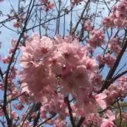 りんの画像
