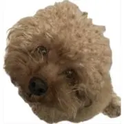 SHRの画像