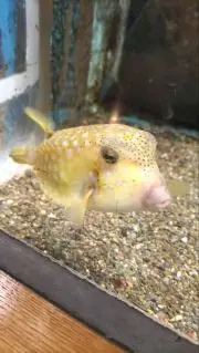 まゆちゃん