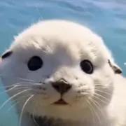 彩