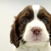 tha