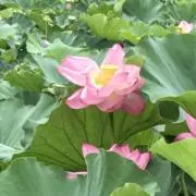 はるの画像
