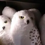 .涼大
