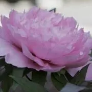 morimoriの画像