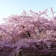 ひひこりの画像