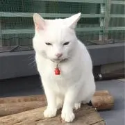 やぎさんの画像