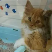 猫の画像