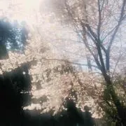 さくらの画像