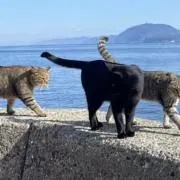 よいよい(物多過ぎて、、、ね？)の画像