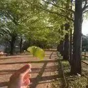 sho