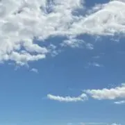 シャーキスの画像