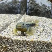 にわとりの画像