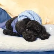 ぱーちゃんの画像
