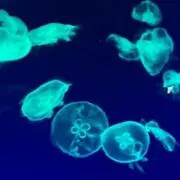 ももたんの画像