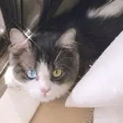 ゆき