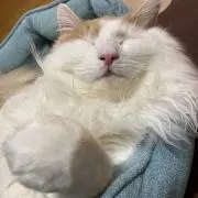 えのきの画像