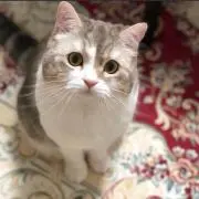ネコの画像