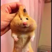 ミミの画像