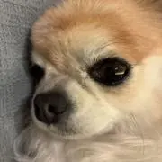 ぷりーんこの画像