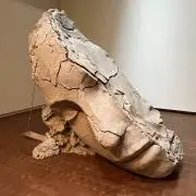 Tの画像