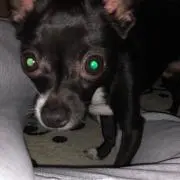 ちょはら