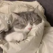 ぱんけーきの画像