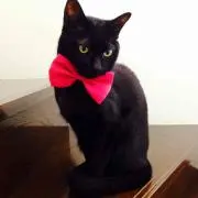 ゆ。