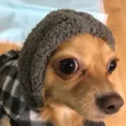 たーし