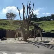 Lanaの画像