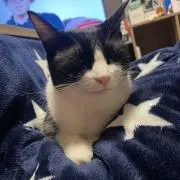 くろみの画像