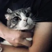 Cary_Kwokの画像