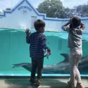 ピノ