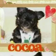 *cocoa*