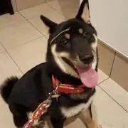 しし