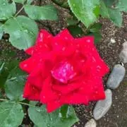 はち8の画像