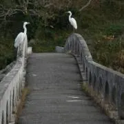 ヤス