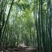 みつりんご