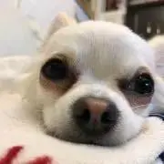 Dubuの画像