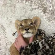 アンナの画像