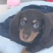 toto
