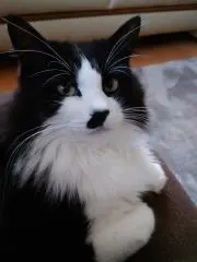 やっちゃんの画像