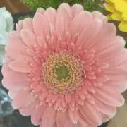 かーくんの画像