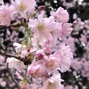 halu